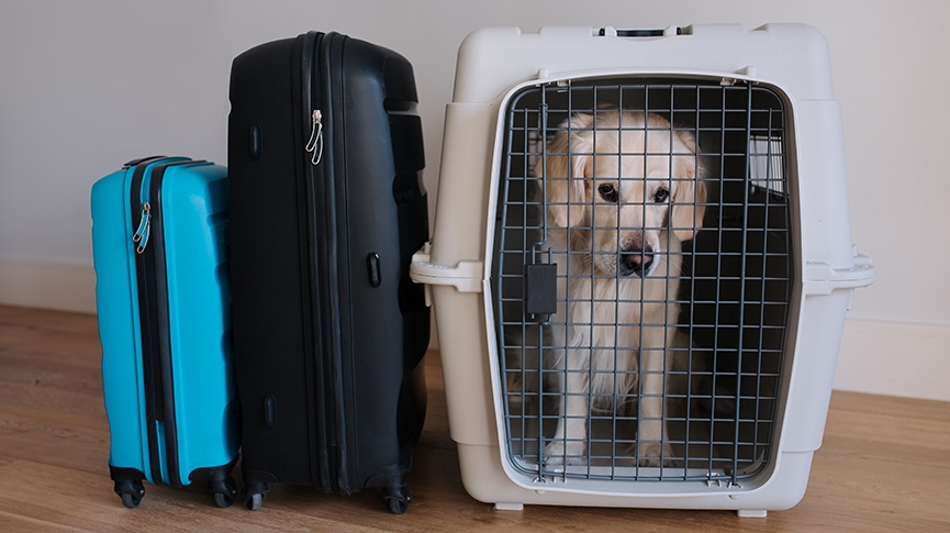 中型犬運輸籠-飛機籠選擇指南-呎寸- 物料-安全性注意事項